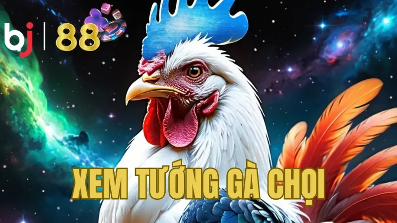 Sơ lược về xem tướng gà chọi